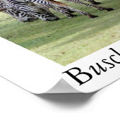 Busch Gardens, Florida Poster (Hoek)