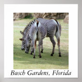 Busch Gardens, Florida Poster (Voorkant)