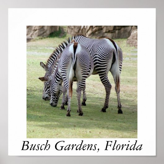 Busch Gardens, Florida Poster (Voorkant)