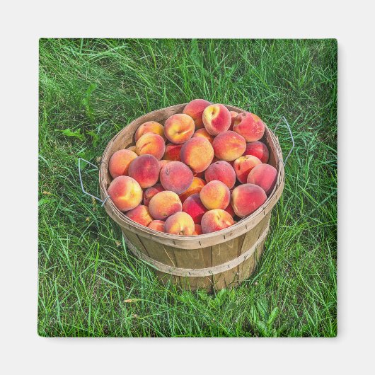 Bushel Basket of Fresh Peaches Magneet (Voorkant)