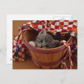 Bushel van Kat Briefkaart (Voorkant / Achterkant)