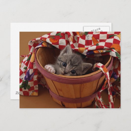 Bushel van Kat Briefkaart (Voorkant / Achterkant)