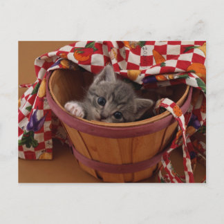Bushel van Kat Briefkaart