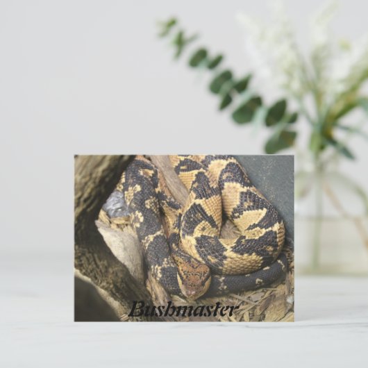 Bushmaster Briefkaart (Staand voorkant)