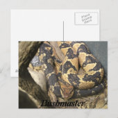 Bushmaster Briefkaart (Voorkant / Achterkant)