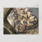 Bushmaster Briefkaart (Voorkant)