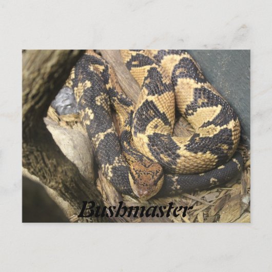 Bushmaster Briefkaart (Voorkant)