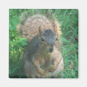 bushy tail magnet