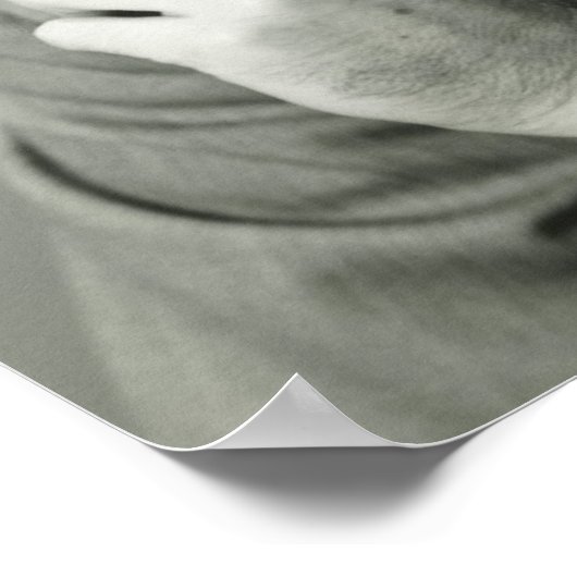 Businessman Smoking Cigar Poster (Hoek)