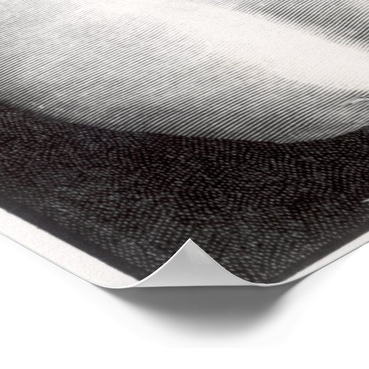 Bust van Thucydides, gegraveerd door Barbant Poster (Hoek)