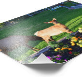 Busted — een Elk Calf met een Marigold Foto Afdruk (Hoek)