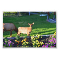 Busted — een Elk Calf met een Marigold