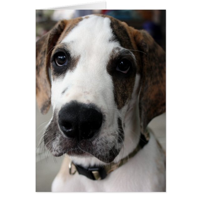 buster 1 (Voorkant)