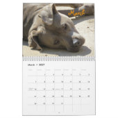Buster Blue Calendar Kalender (Mar 2027)