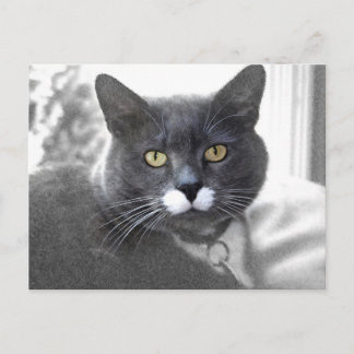 Buster-briefkaart Briefkaart