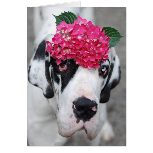 Buster Dogue Allemand (Voorkant)