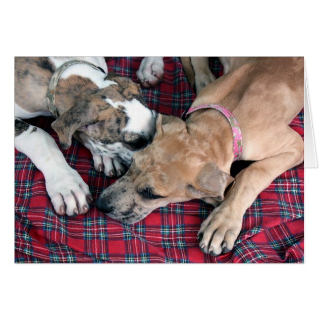 buster en jade (Voorkant Horizontaal)