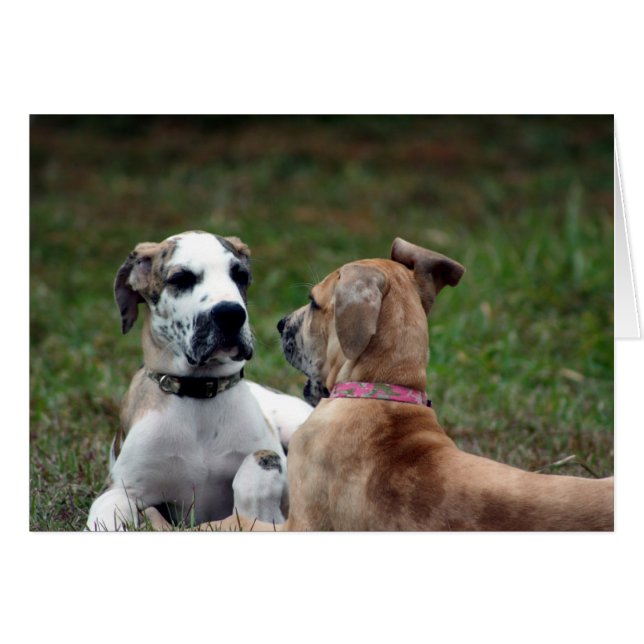 buster en jade 3 (Voorkant Horizontaal)