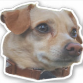 Buster-Sticker Sticker (Voorkant)