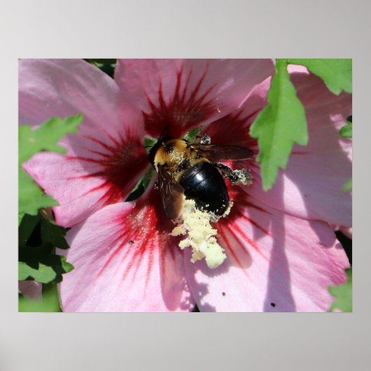 Busy Be Collection Pollen in a Hibiscus  Poster (Voorkant)