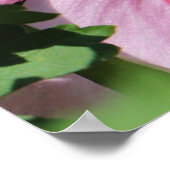 Busy Be Collection Pollen in a Hibiscus  Poster (Hoek)