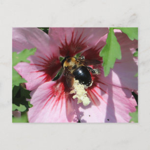 Busy Be Collection Stuifmeel in een Hibiscus Briefkaart