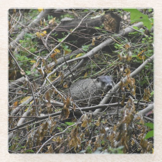 Busy Beaver Glazen Onderzetter (Voorkant)