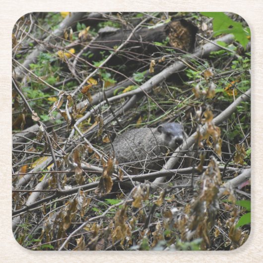Busy Beaver Kartonnen Onderzetters (Voorkant)