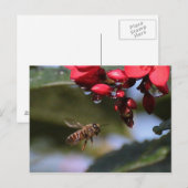 Busy Bee Briefkaart (Voorkant / Achterkant)
