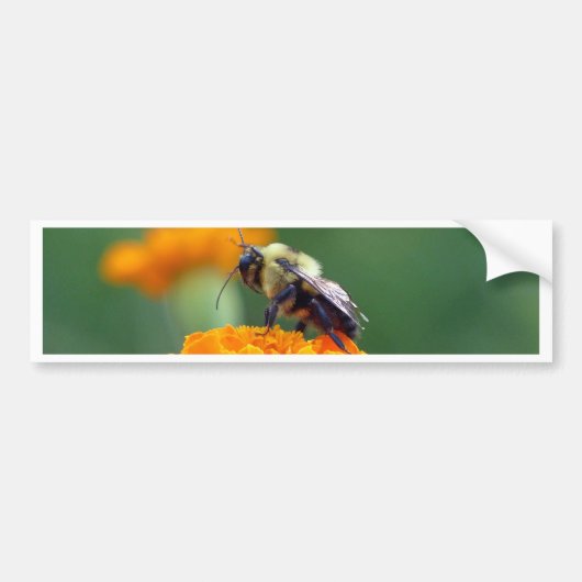 Busy Bee Bumpersticker (Voorkant)
