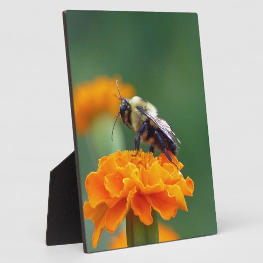 Busy Bee Fotoplaat (Zijkant)