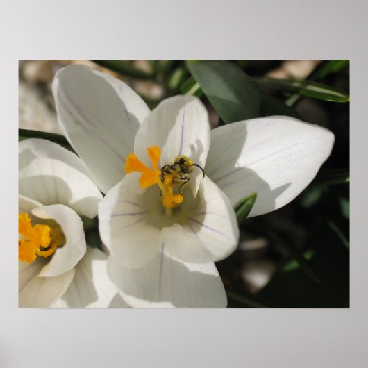 Busy bee poster (Voorkant)