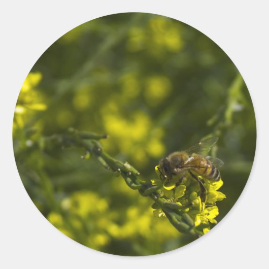 Busy Bee Ronde Sticker (Voorkant)
