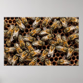 Busy Bees Poster (Voorkant)