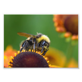 Busy Bumble Bee Foto Afdruk