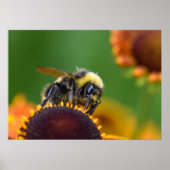 Busy Bumble Bee Poster (Voorkant)