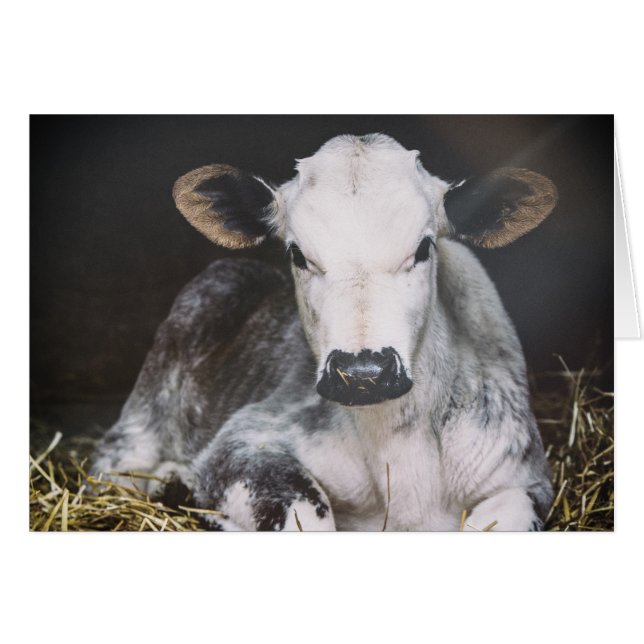 Busy Day Crop (Voorkant Horizontaal)