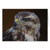 Buteo buteo (Voorkant Horizontaal)