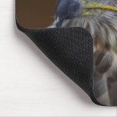 Buteo buteo muismat (Hoek)