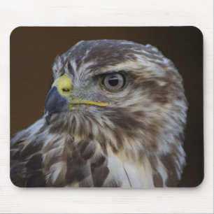 Buteo buteo muismat