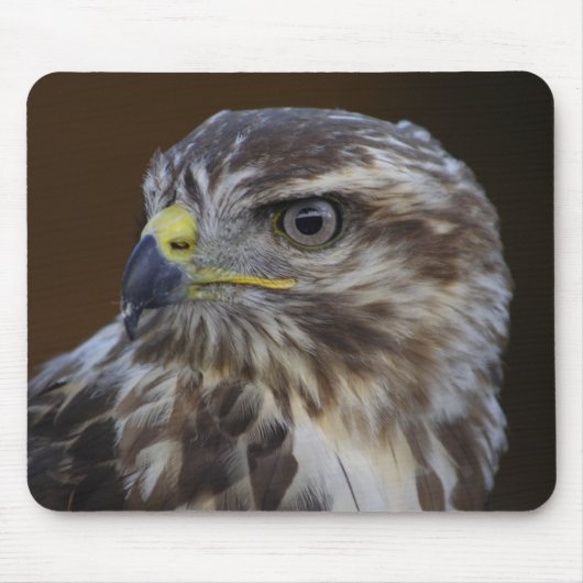 Buteo buteo muismat (Voorkant)