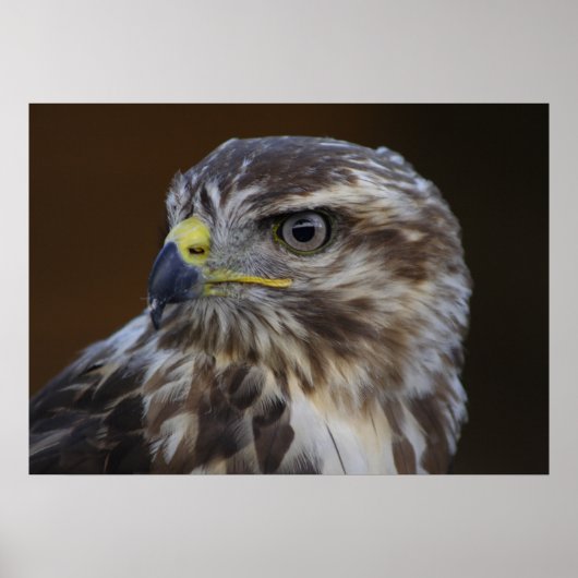 Buteo buteo poster (Voorkant)
