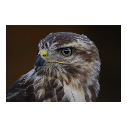 Buteo buteo poster (Voorkant)