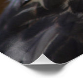 Buteo buteo poster (Hoek)