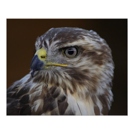 Buteo buteo poster (Voorkant)