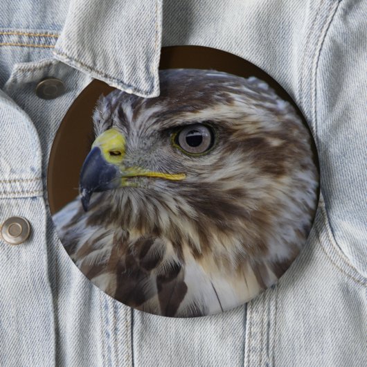 Buteo buteo ronde button 6,0 cm (In situ)