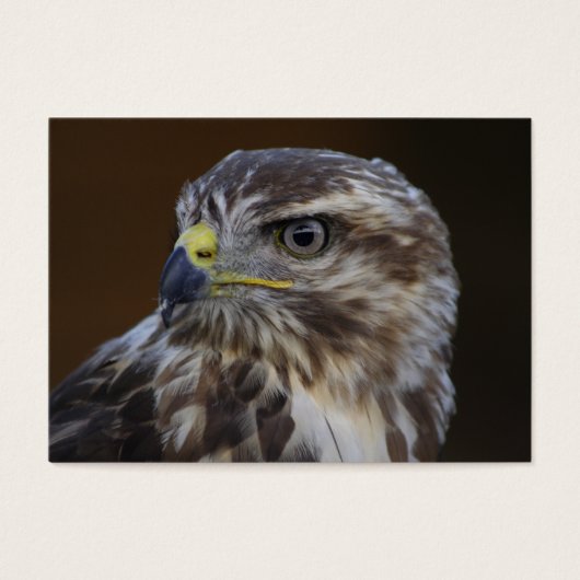 Buteo buteo visitekaartje (Voorkant)