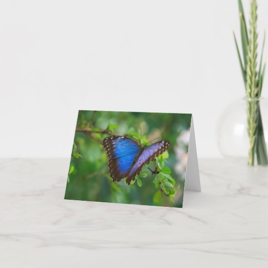 buterfly foto kaart (Voorkant)