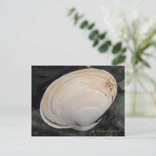 Butter Clam Seashell, Unalaska Island Briefkaart (Staand voorkant)