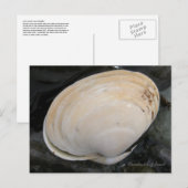 Butter Clam Seashell, Unalaska Island Briefkaart (Voorkant / Achterkant)